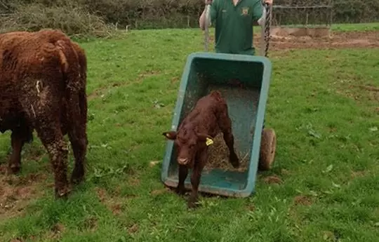 Візок ручний з пластмасовим кузовом TWB - Зображення 2