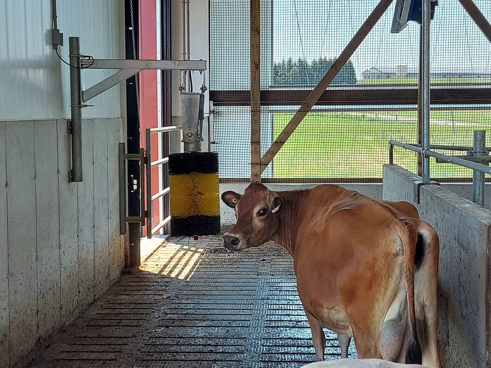 Автоматична щітка для корів KM05018 - Зображення 2